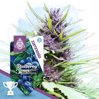 Blueberry Auto (Zamnesia Seeds) f&eacute;minis&eacute;e