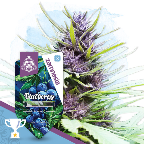 Blueberry Auto (Zamnesia Seeds) féminisée
