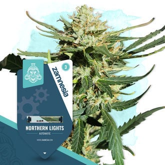 Northern Lights Automatic (Zamnesia Seeds) féminisée