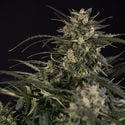 Northern Lights Automatic (Zamnesia Seeds) féminisée