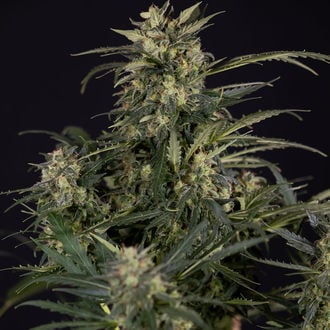 Northern Lights Auto (Zamnesia Seeds) féminisée