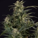 Northern Lights Automatic (Zamnesia Seeds) féminisée