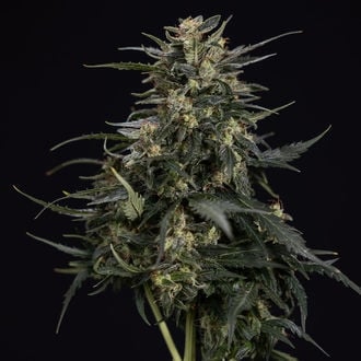 Northern Lights Auto (Zamnesia Seeds) féminisée