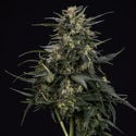 Northern Lights Automatic (Zamnesia Seeds) féminisée