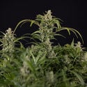 Northern Lights Automatic (Zamnesia Seeds) féminisée