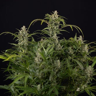 Northern Lights Auto (Zamnesia Seeds) féminisée