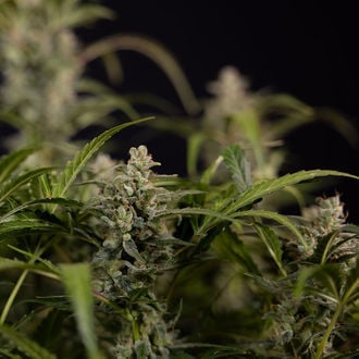 Northern Lights Auto (Zamnesia Seeds) féminisée