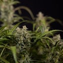 Northern Lights Automatic (Zamnesia Seeds) féminisée