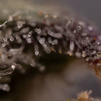 Northern Lights Auto (Zamnesia Seeds) féminisée