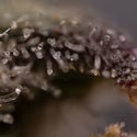 Northern Lights Automatic (Zamnesia Seeds) féminisée