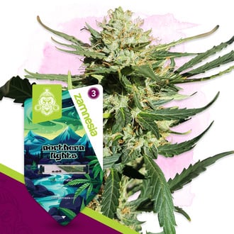Northern Lights Auto (Zamnesia Seeds) f&eacute;minis&eacute;e