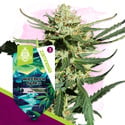 Northern Lights Auto (Zamnesia Seeds) féminisée
