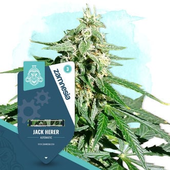 Jack Herer Automatic (Zamnesia Seeds) féminisée