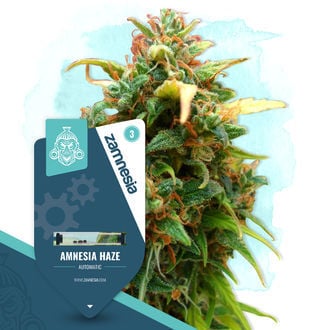 Amnesia Haze Automatic (Zamnesia Seeds) féminisée