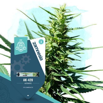 AK-420 Automatic (Zamnesia Seeds) féminisée