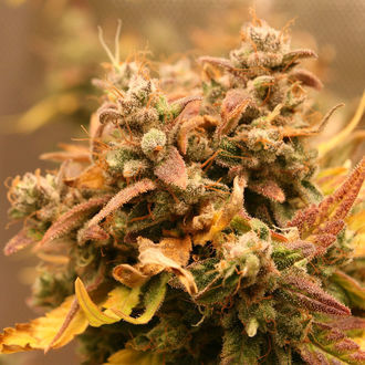 AK-420 Auto (Zamnesia Seeds) féminisée