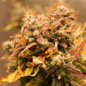 AK-420 Automatic (Zamnesia Seeds) féminisée