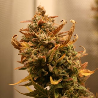 AK-420 Auto (Zamnesia Seeds) féminisée