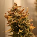 AK-420 Automatic (Zamnesia Seeds) féminisée