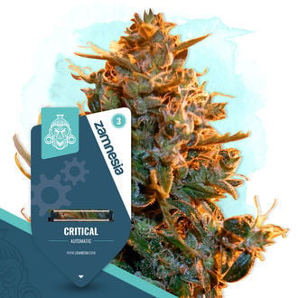 Critical Automatic (Zamnesia Seeds) féminisée