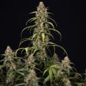 Sticky Beast Automatic (zamnesia Seeds) Féminisée