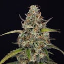 Sticky Beast Automatic (zamnesia Seeds) Féminisée