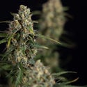 Sticky Beast Automatic (zamnesia Seeds) Féminisée