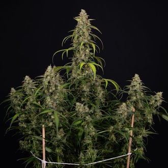 Sticky Beast Auto (zamnesia Seeds) Féminisée