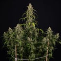 Sticky Beast Automatic (zamnesia Seeds) Féminisée