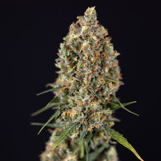Sticky Beast Auto (zamnesia Seeds) Féminisée
