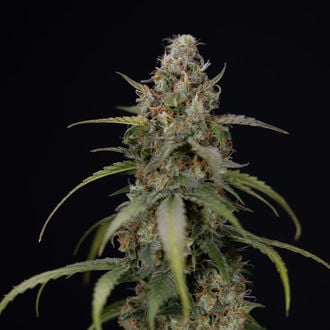 Sticky Beast Auto (zamnesia Seeds) Féminisée