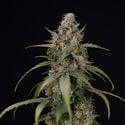 Sticky Beast Automatic (zamnesia Seeds) Féminisée