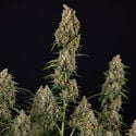 Sticky Beast Automatic (zamnesia Seeds) Féminisée
