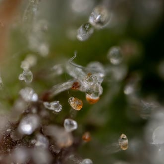 Sticky Beast Auto (zamnesia Seeds) Féminisée