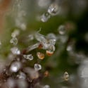 Sticky Beast Automatic (zamnesia Seeds) Féminisée