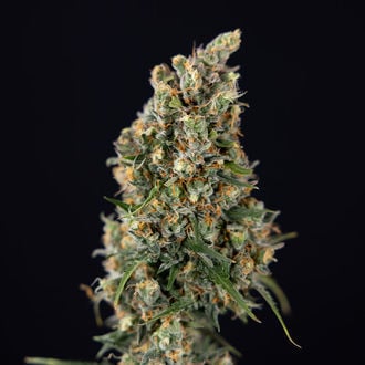 Sticky Beast Auto (zamnesia Seeds) Féminisée