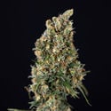 Sticky Beast Automatic (zamnesia Seeds) Féminisée