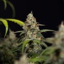 Sticky Beast Automatic (zamnesia Seeds) Féminisée