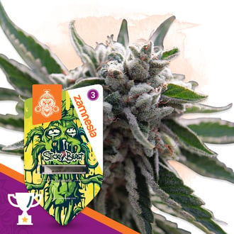 Sticky Beast Auto (zamnesia Seeds) F&eacute;minis&eacute;e