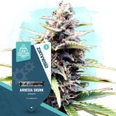 Amnesia Skunk Automatic (Zamnesia Seeds) féminisée