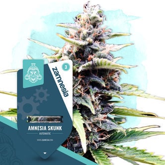 Amnesia Skunk Automatic (Zamnesia Seeds) féminisée