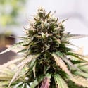 Amnesia Skunk Automatic (Zamnesia Seeds) féminisée