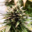 Amnesia Skunk Automatic (Zamnesia Seeds) féminisée