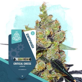 Critical Cheese Automatic (Zamnesia Seeds) féminisée