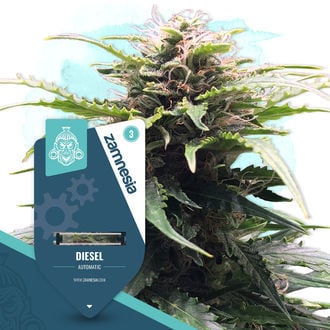 Diesel Automatic (Zamnesia Seeds) féminisée