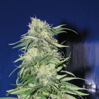 K2 (Homegrown Fantaseeds) féminisée