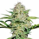 Sensi Skunk Automatic (Sensi Seeds) féminisée
