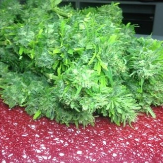 Crystal M.E.T.H. (Dr. Underground) féminisée