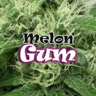Melon Gum (Dr. Underground) féminisée