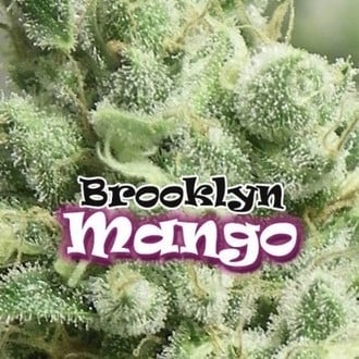 Brooklyn Mango (Dr. Underground) féminisée